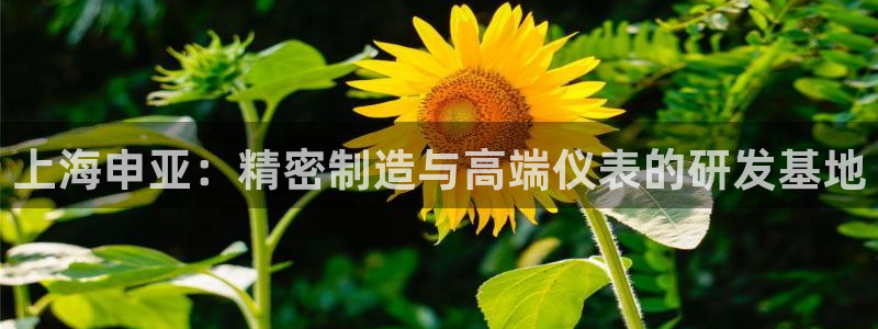 新宝gg真的